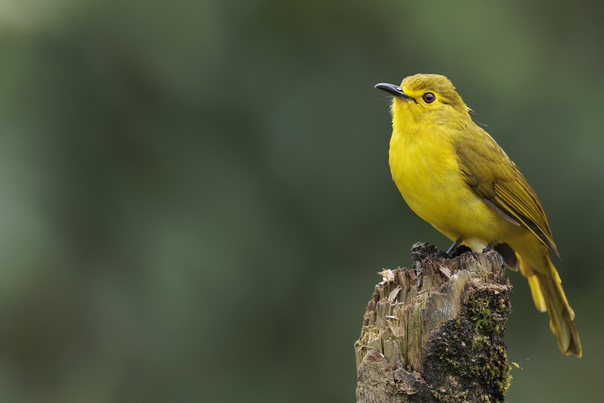 Yellow-browed Bulbul - ML642740275