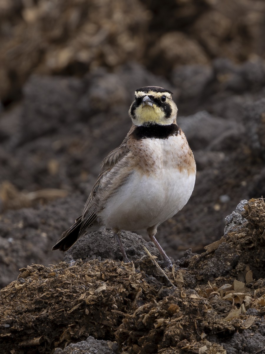Horned Lark - Carlos Ao Martínez T