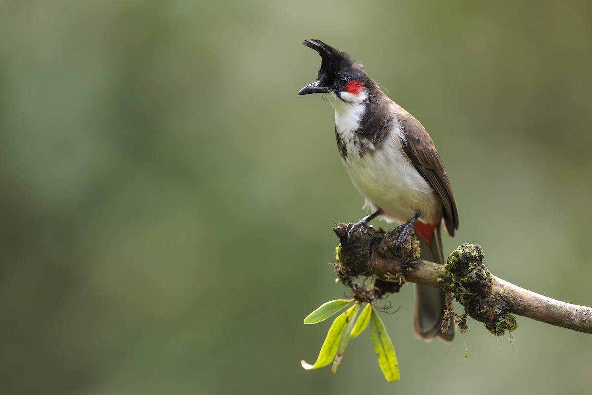 Red-whiskered Bulbul - ML642740283