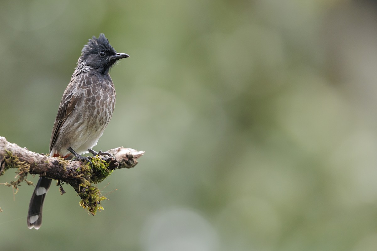 Red-vented Bulbul - ML642740285