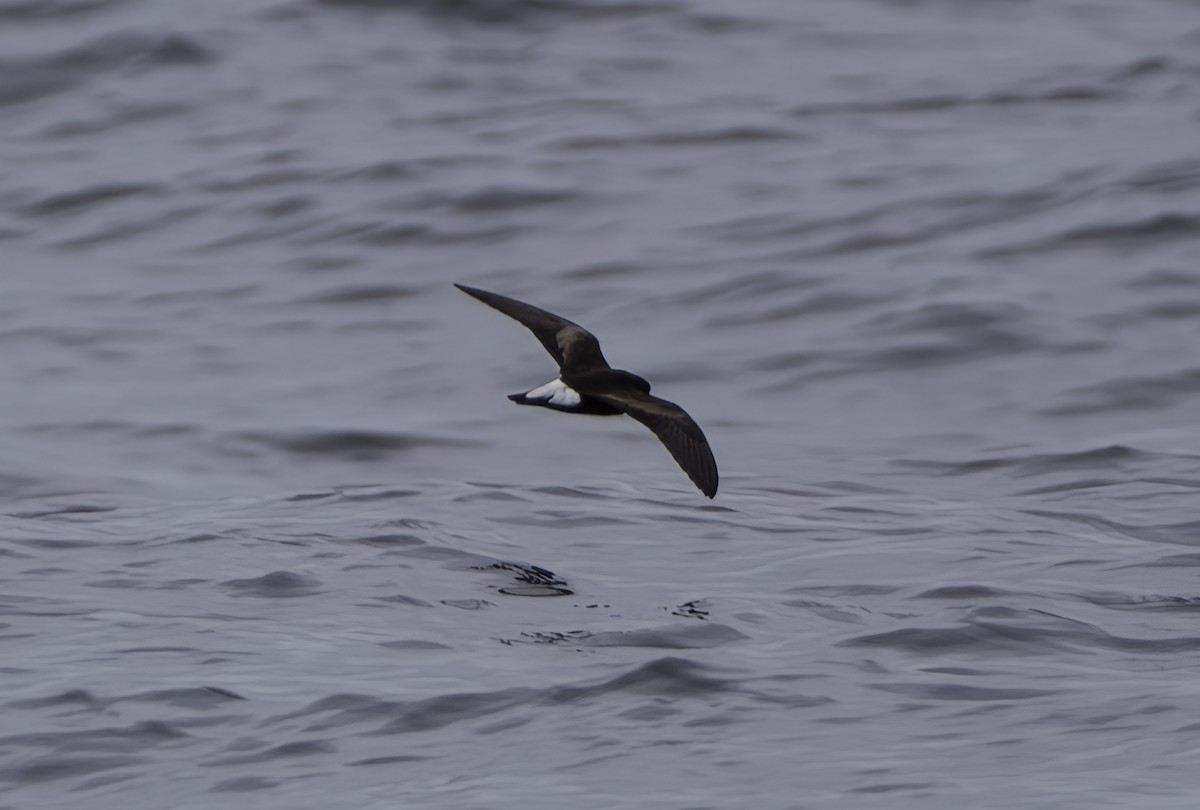 Wedge-rumped Storm-Petrel - ML642740291
