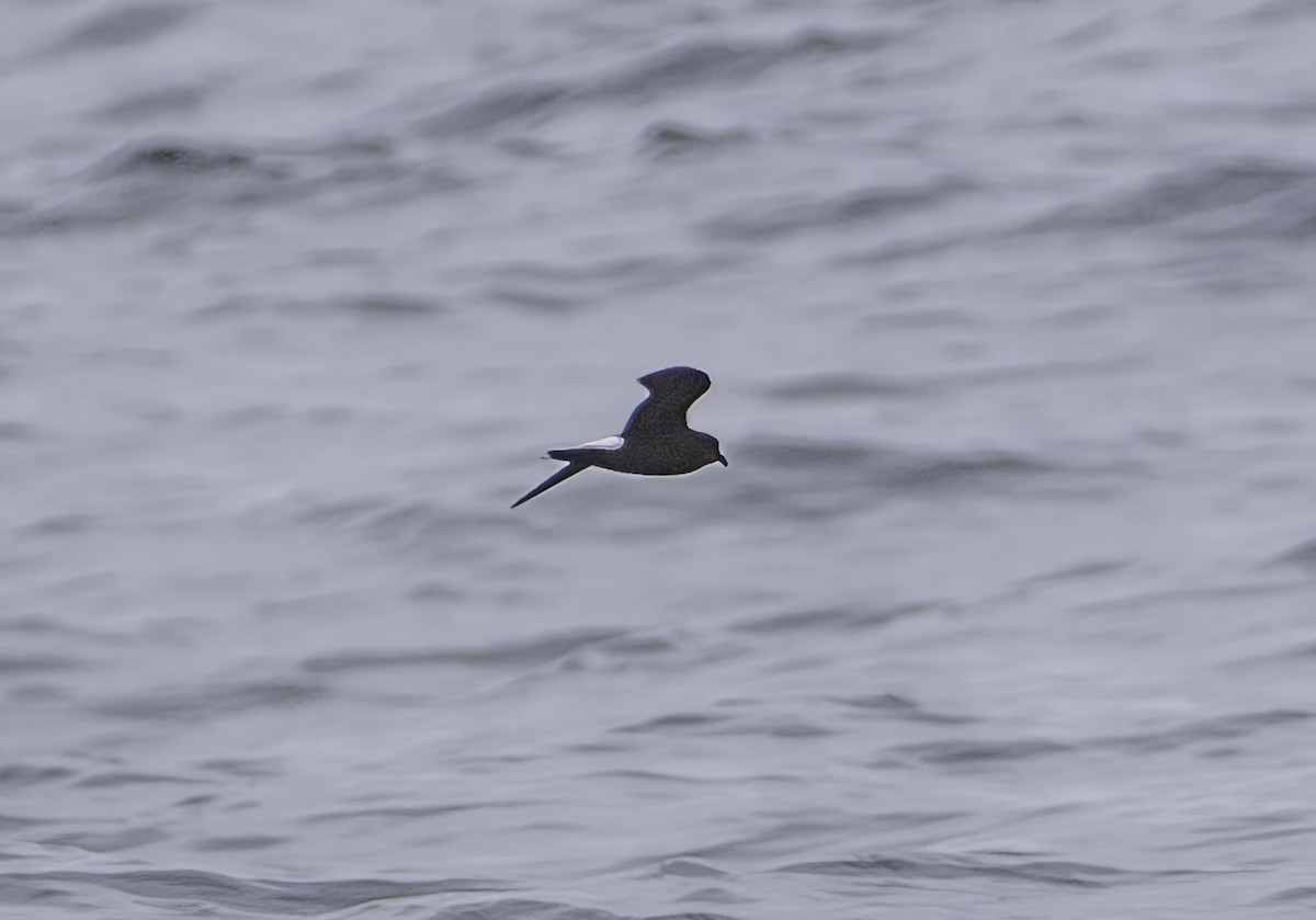 Wedge-rumped Storm-Petrel - ML642740292