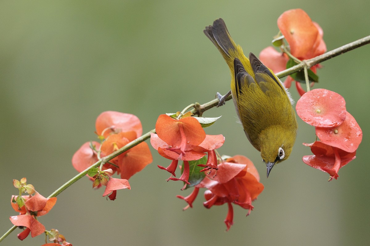 Indian White-eye - ML642740297