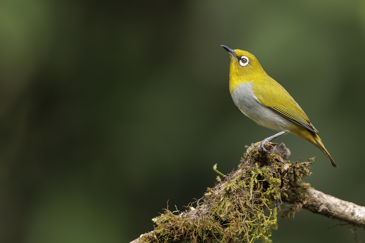 Indian White-eye - ML642740300