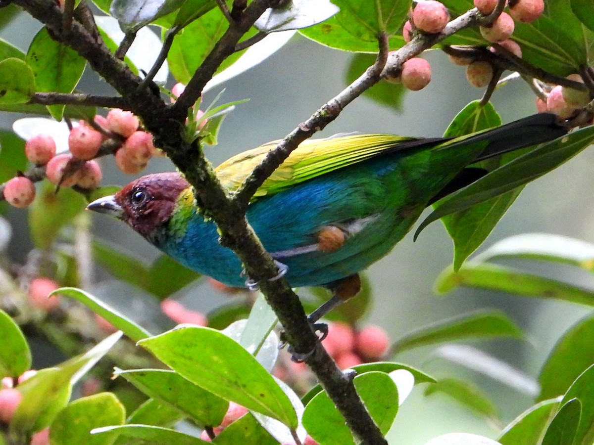Bay-headed Tanager - ML642740303