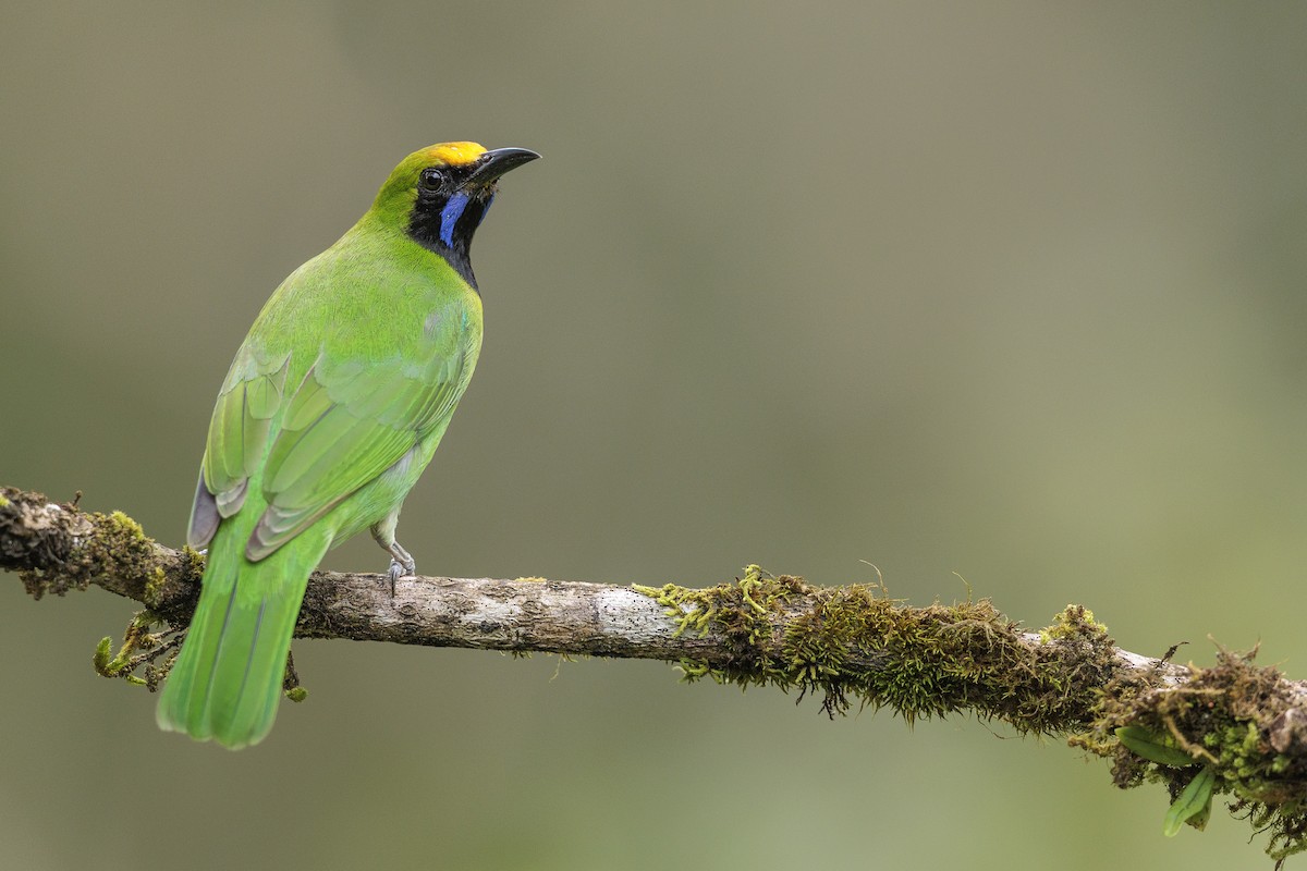 Golden-fronted Leafbird - ML642740314