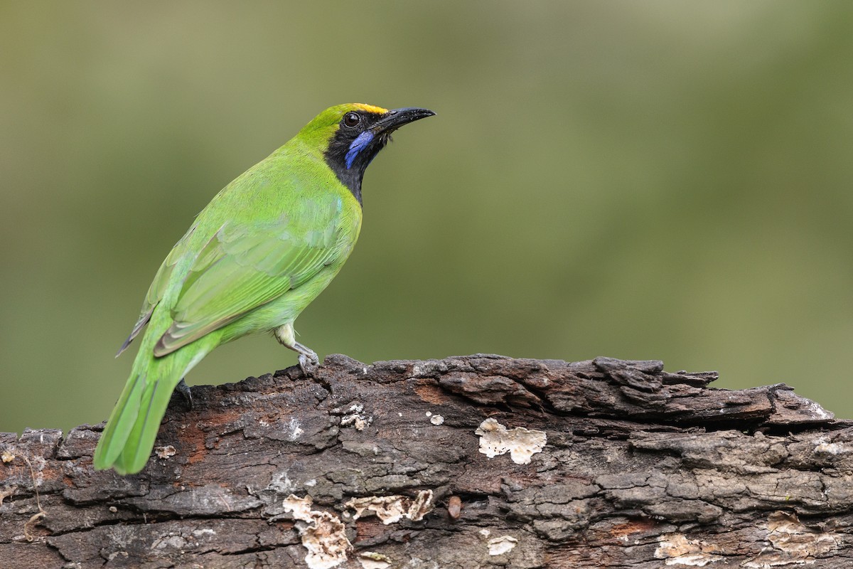 Golden-fronted Leafbird - ML642740318