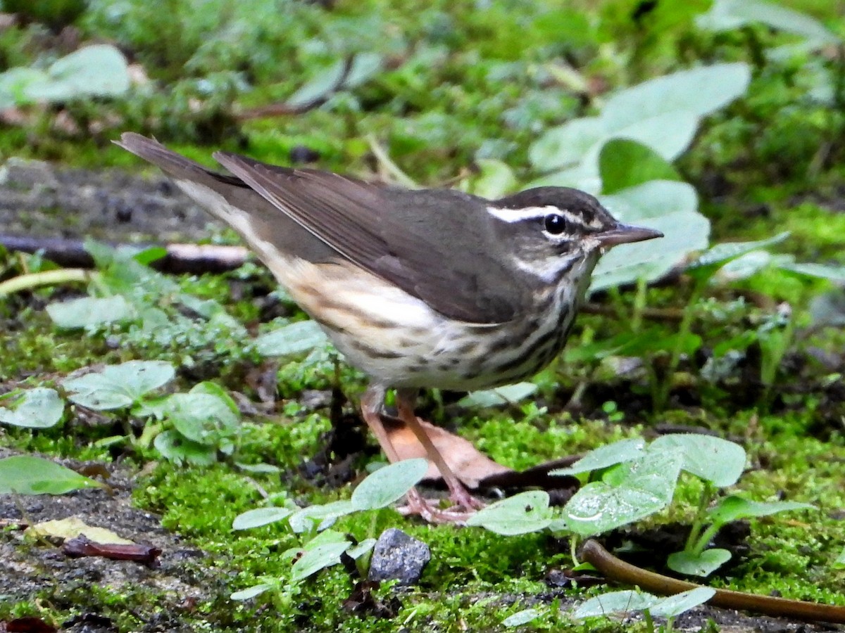 Louisiana Waterthrush - ML642740333
