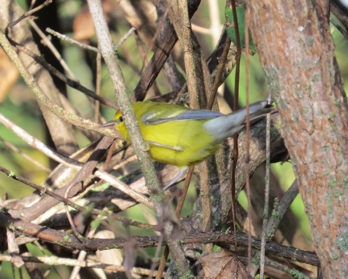 Blue-winged Warbler - ML642740340