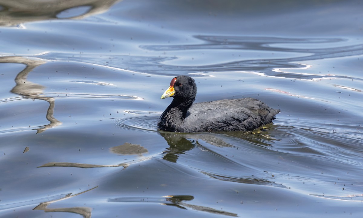 Slate-colored Coot - ML642740343