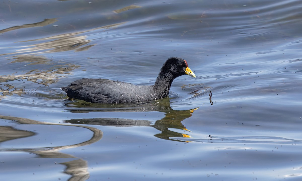 Slate-colored Coot - ML642740344