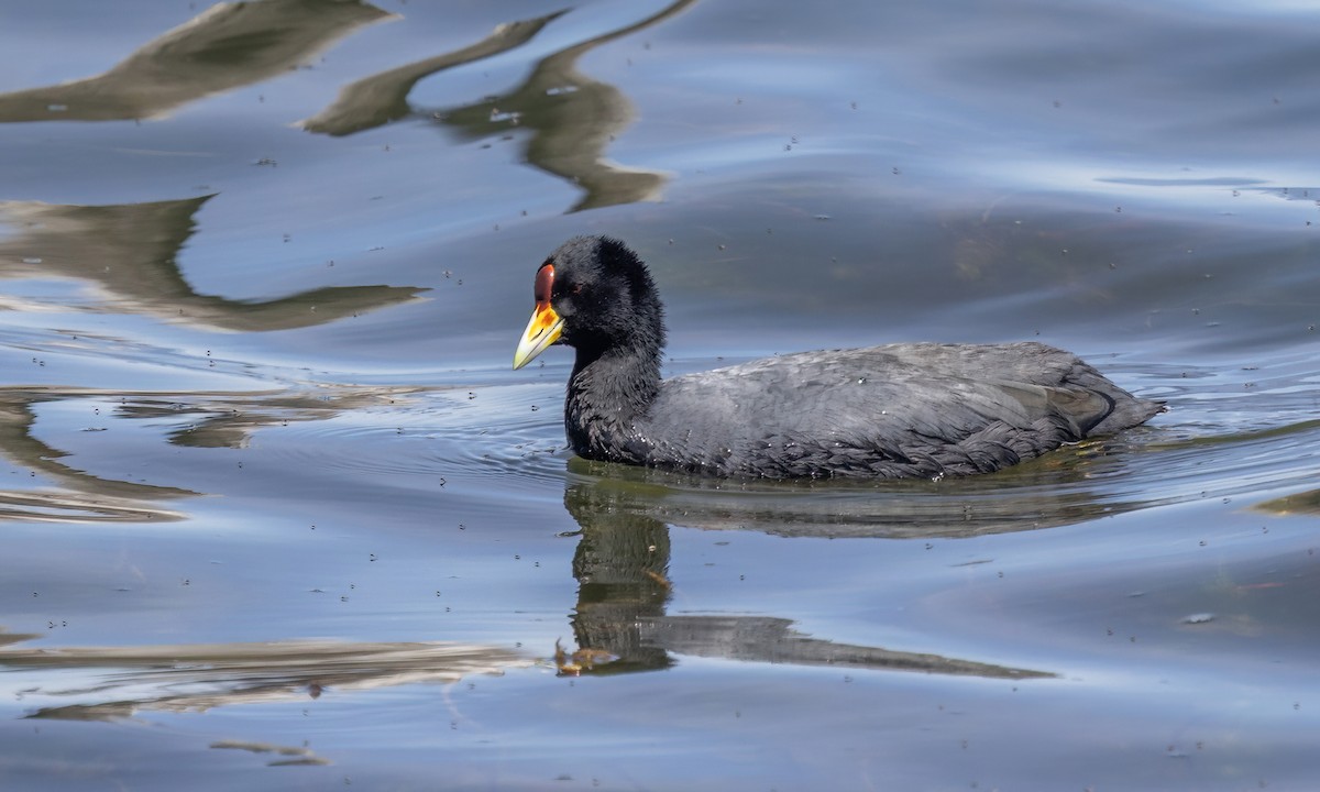 Slate-colored Coot - ML642740345