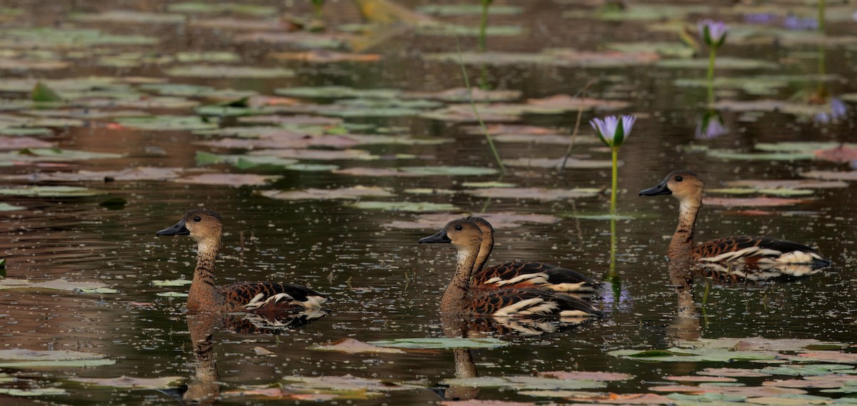 Wandering Whistling-Duck - ML642740351