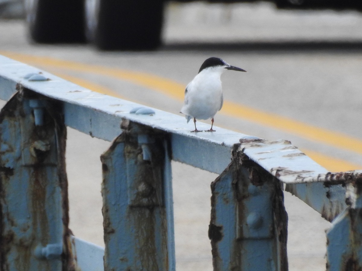 Sterne pierregarin - ML642740357