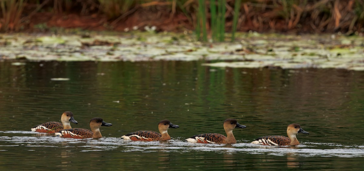 Wandering Whistling-Duck - ML642740358
