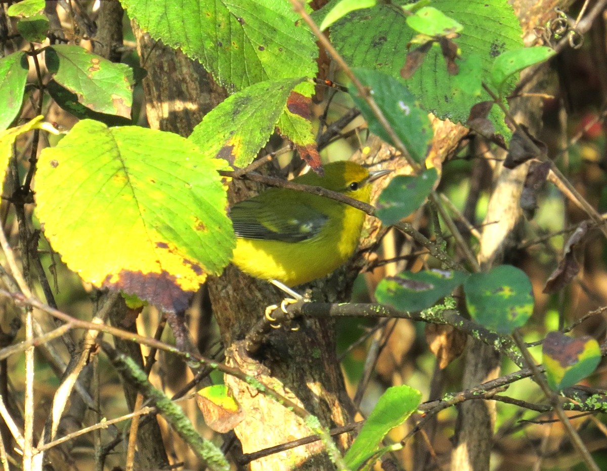 Blue-winged Warbler - ML642740362