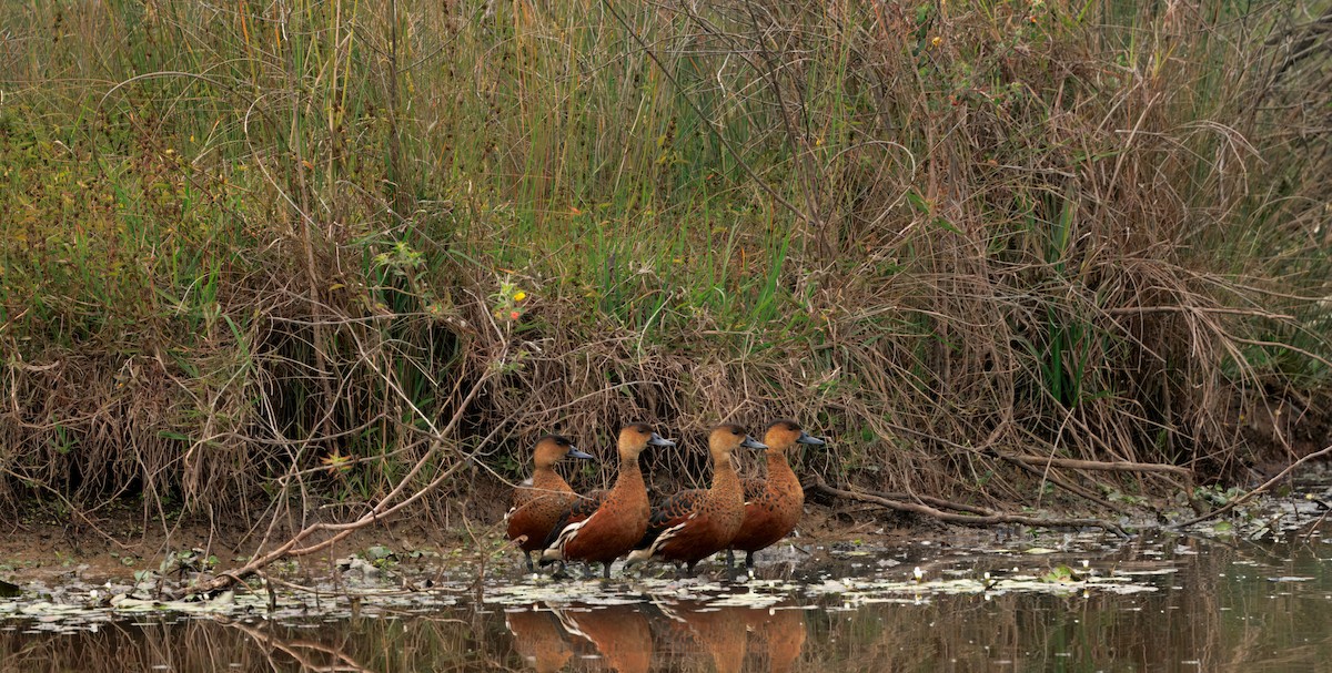 Wandering Whistling-Duck - ML642740363