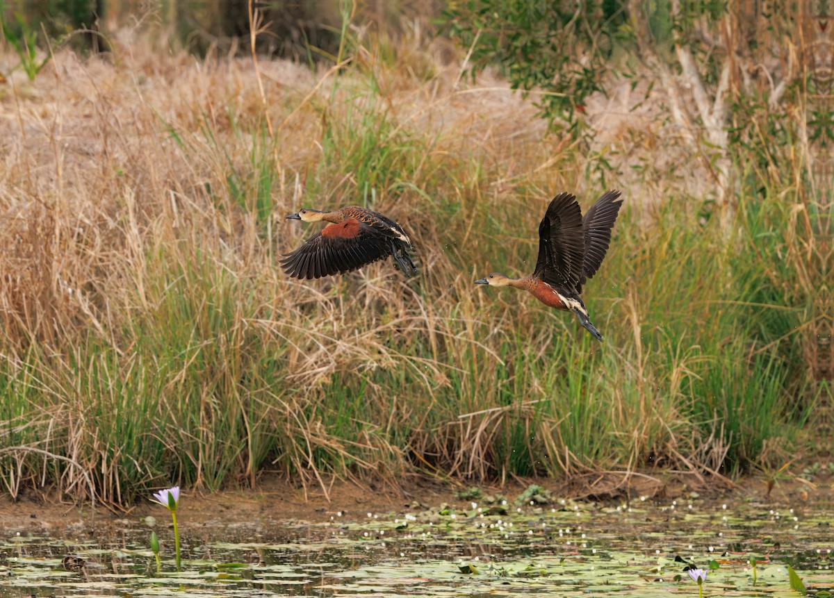 Wandering Whistling-Duck - ML642740364