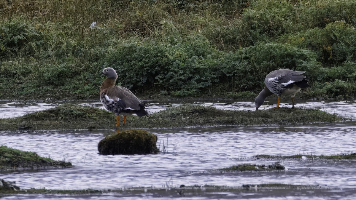 Ashy-headed Goose - ML642740384