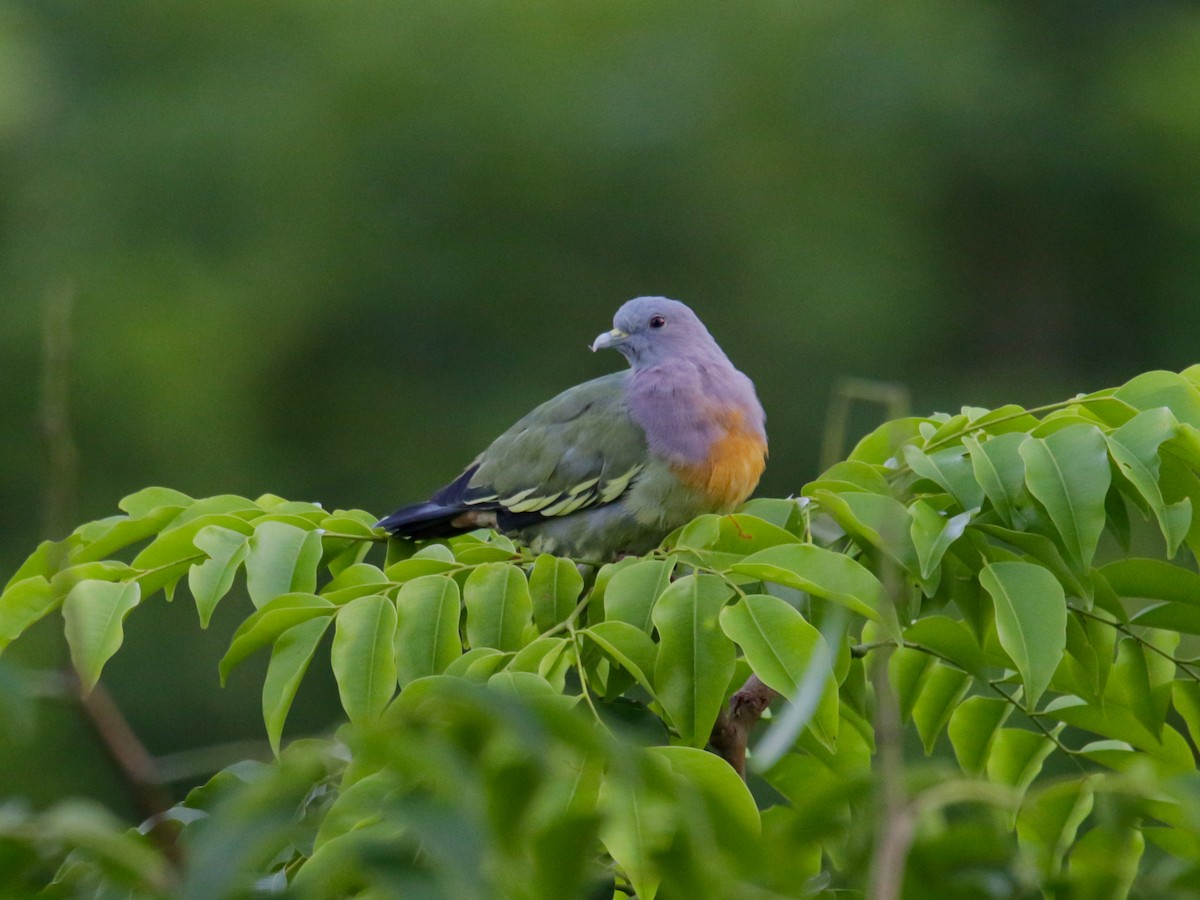 Pink-necked Green-Pigeon - ML642740385