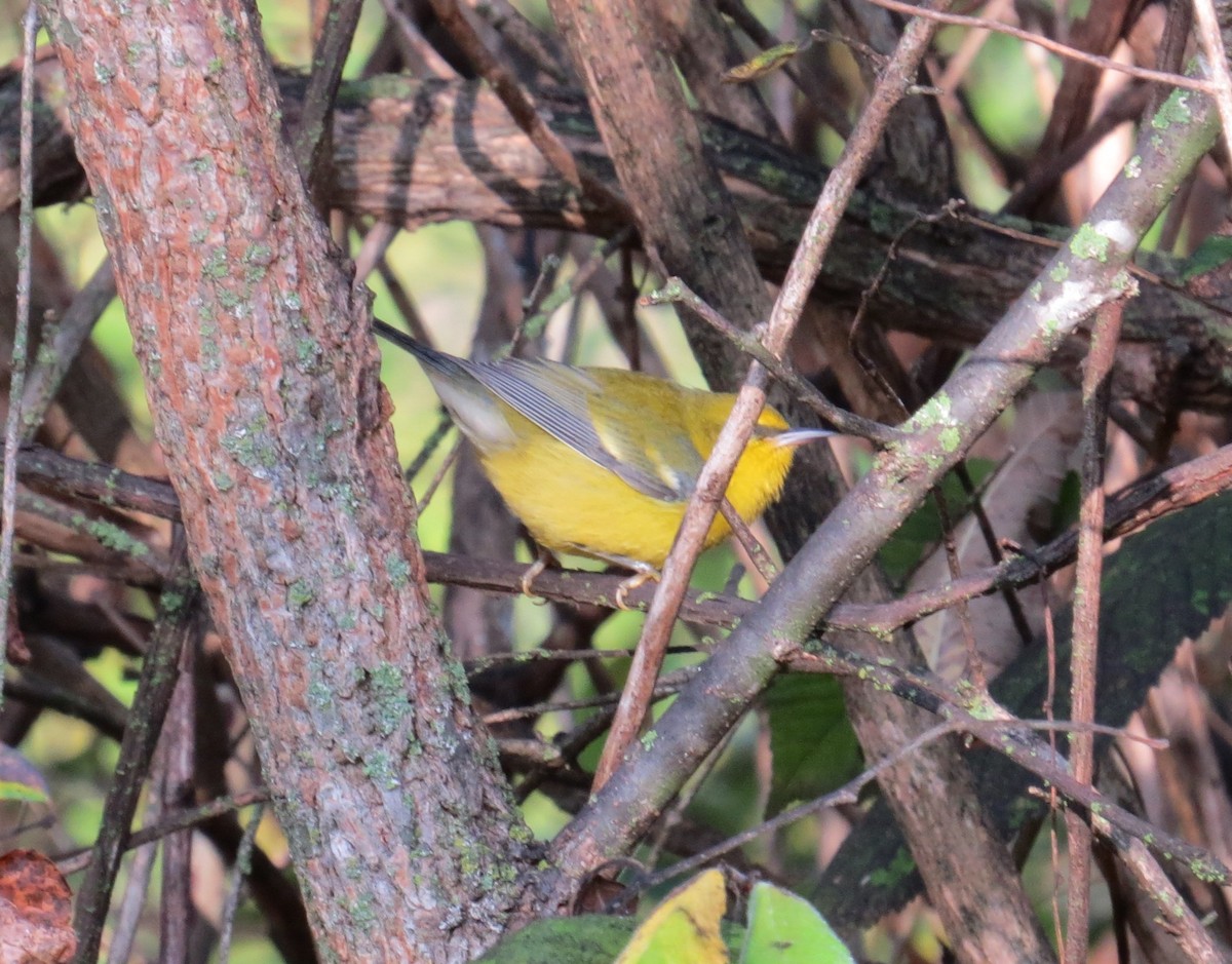 Blue-winged Warbler - ML642740386