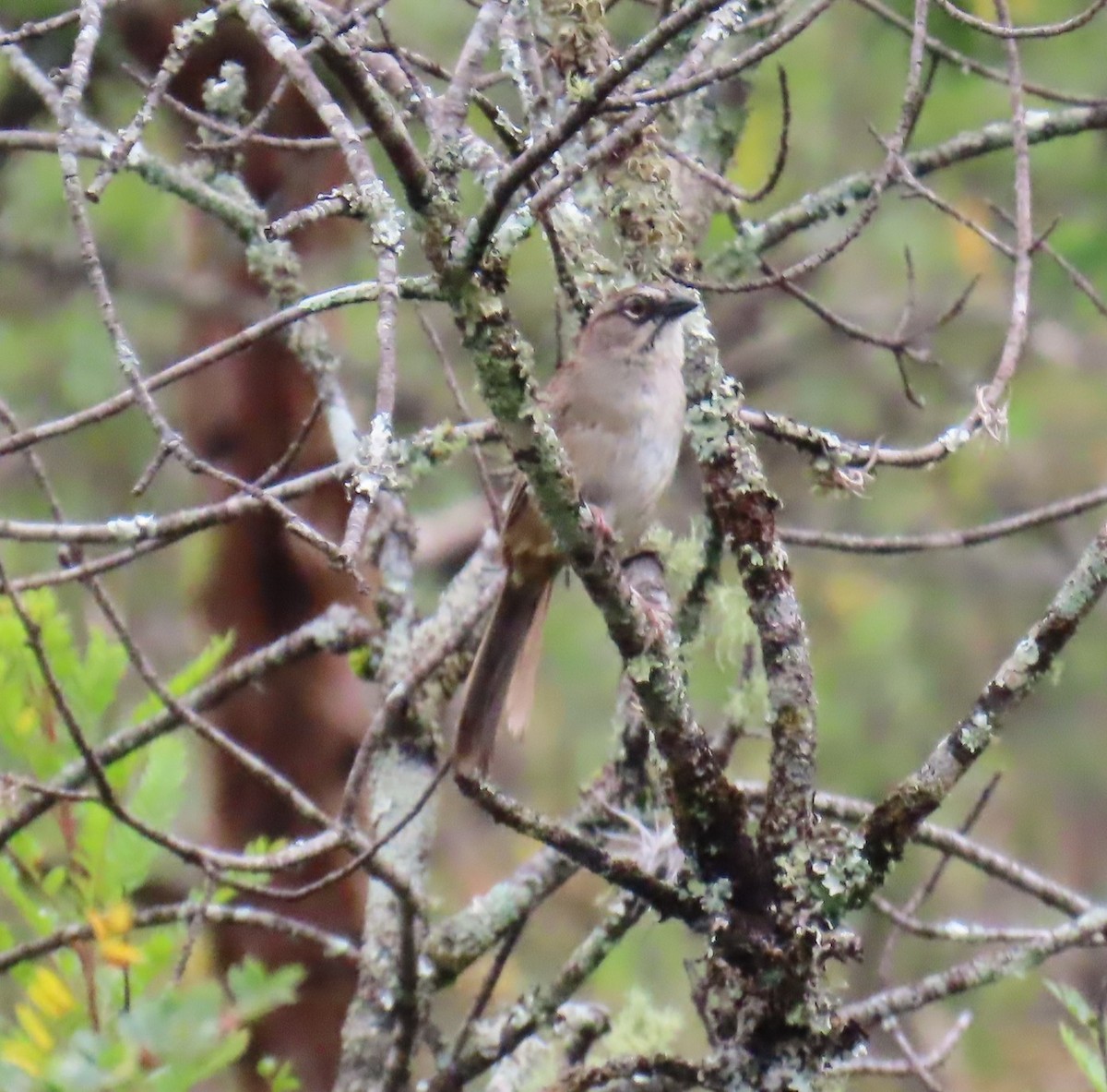 Oaxaca Sparrow - ML642740391