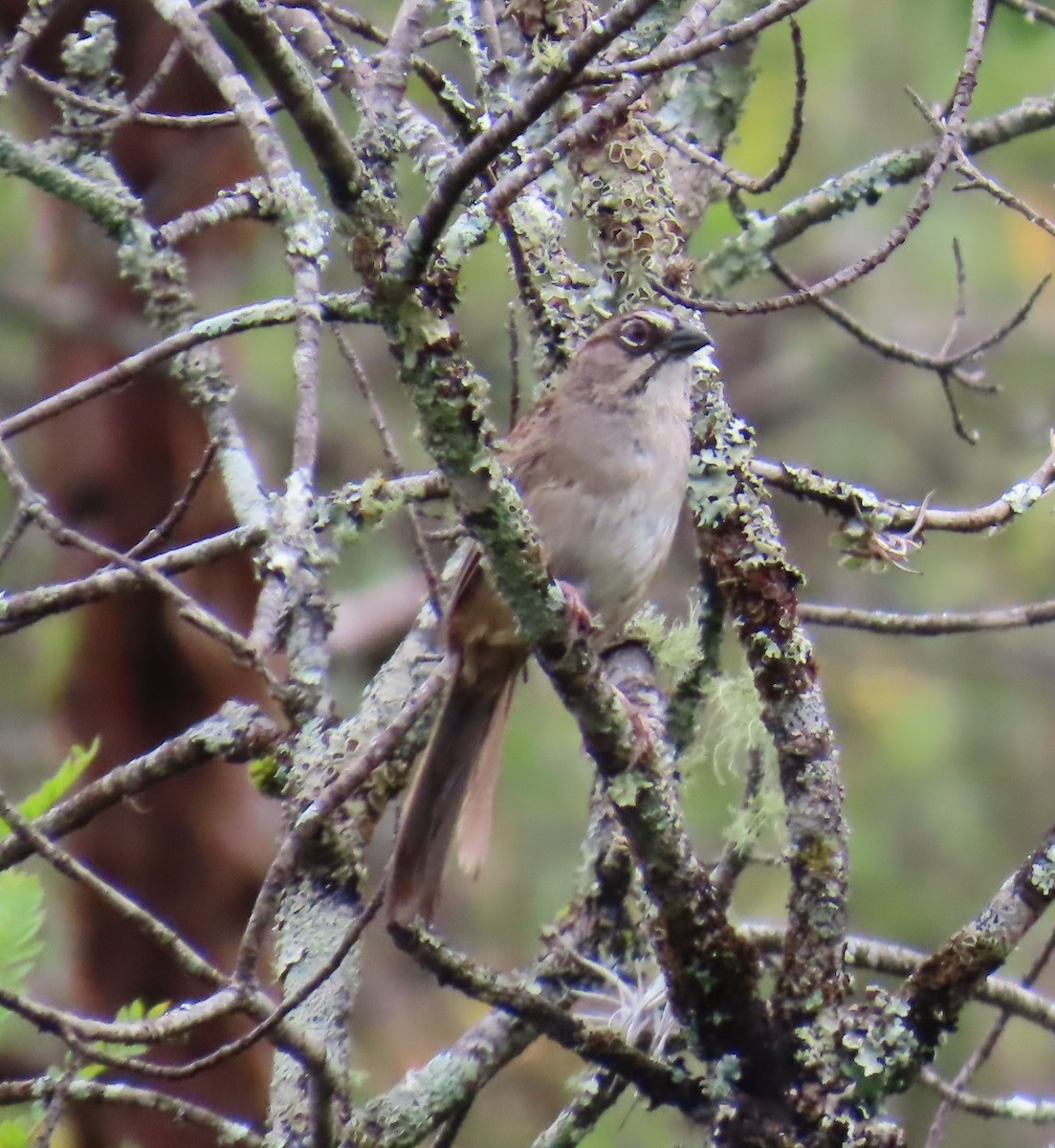 Oaxaca Sparrow - ML642740392