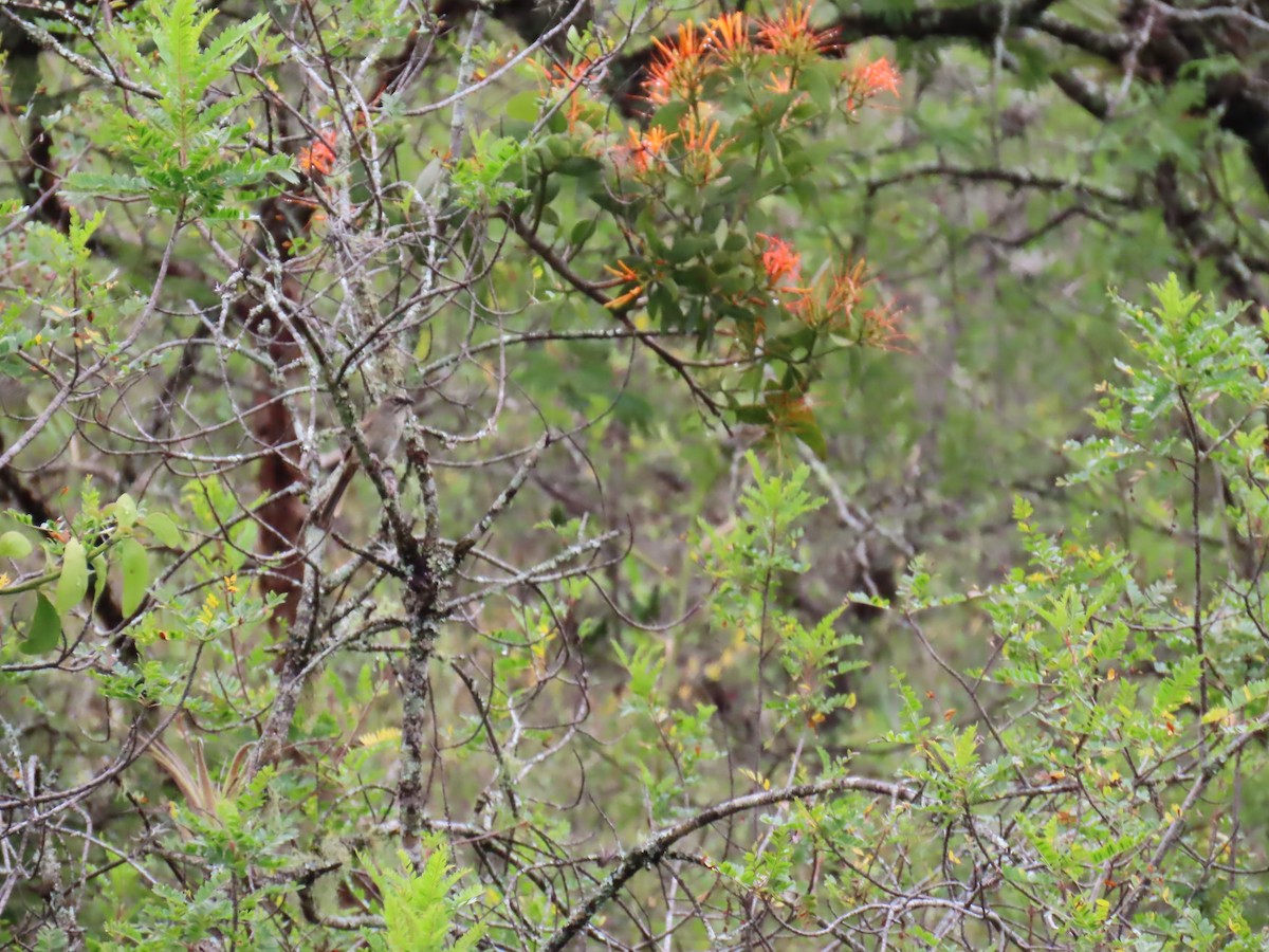 Oaxaca Sparrow - ML642740393