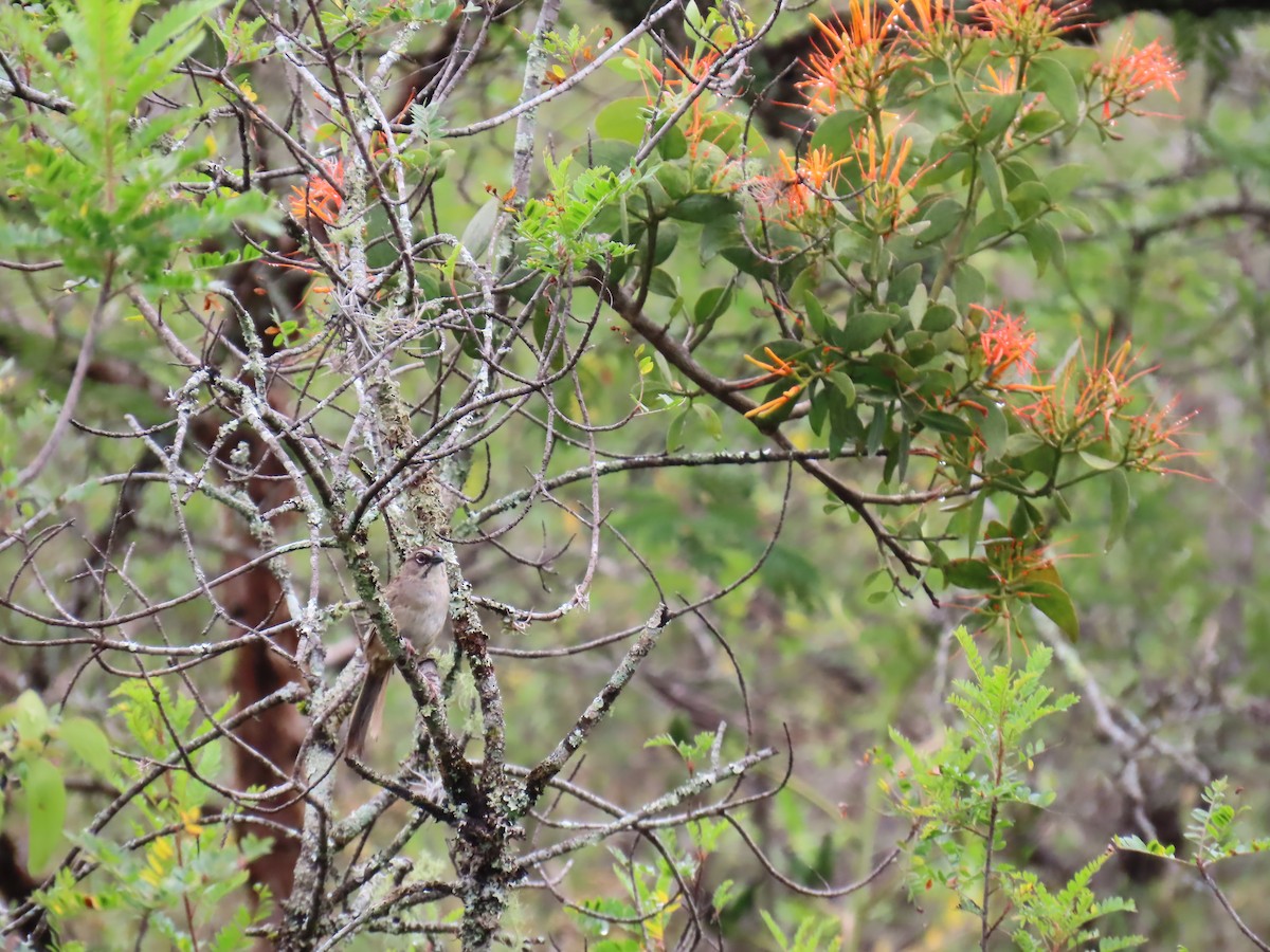 Oaxaca Sparrow - ML642740395