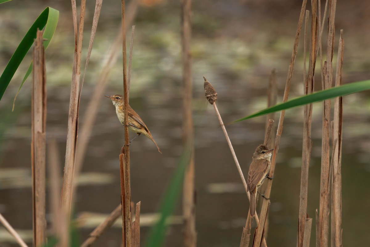 Australian Reed Warbler - ML642740408