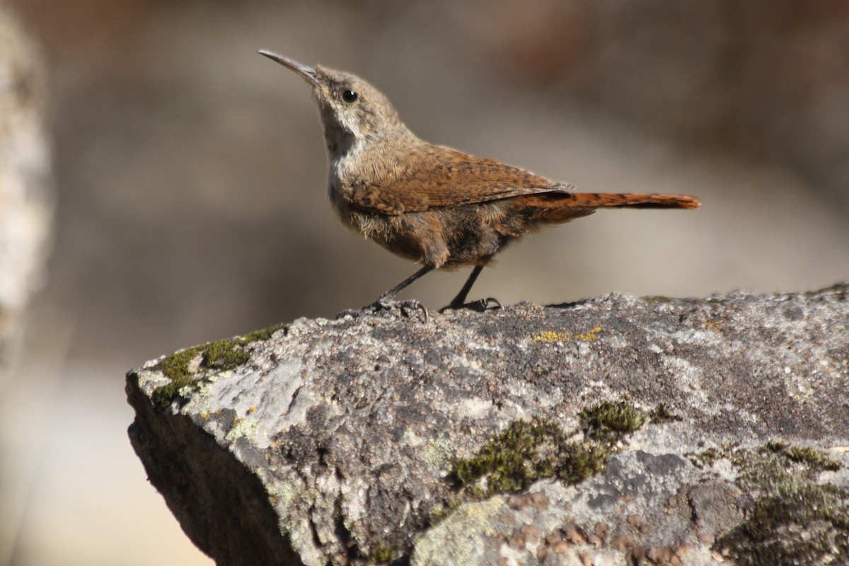 Canyon Wren - ML642740412