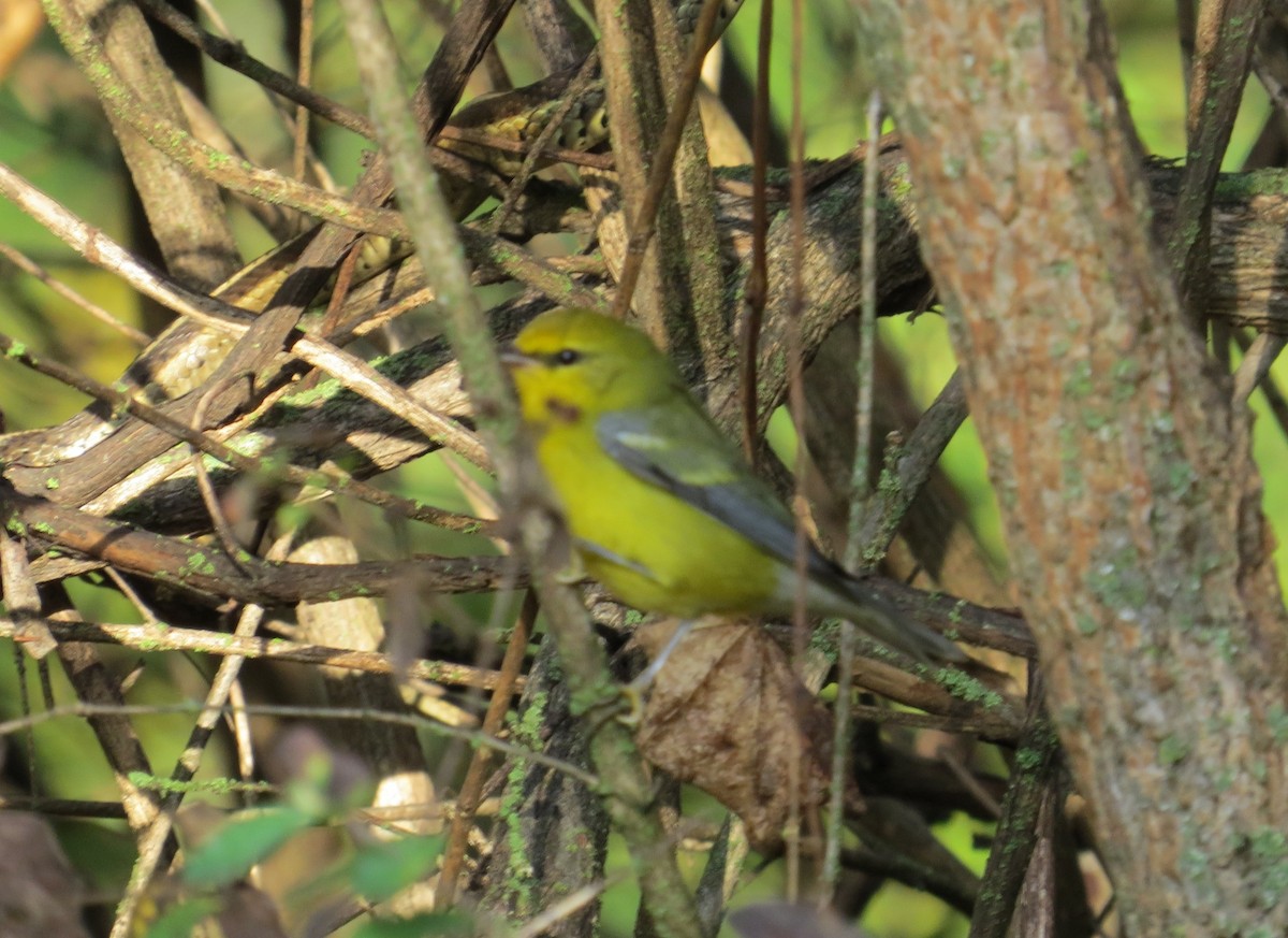 Blue-winged Warbler - ML642740419