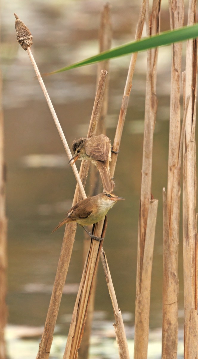 Australian Reed Warbler - ML642740425