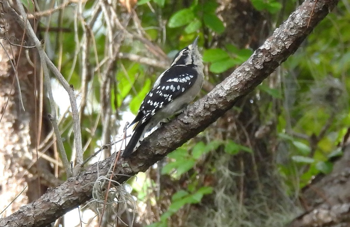 Downy Woodpecker - ML642740426