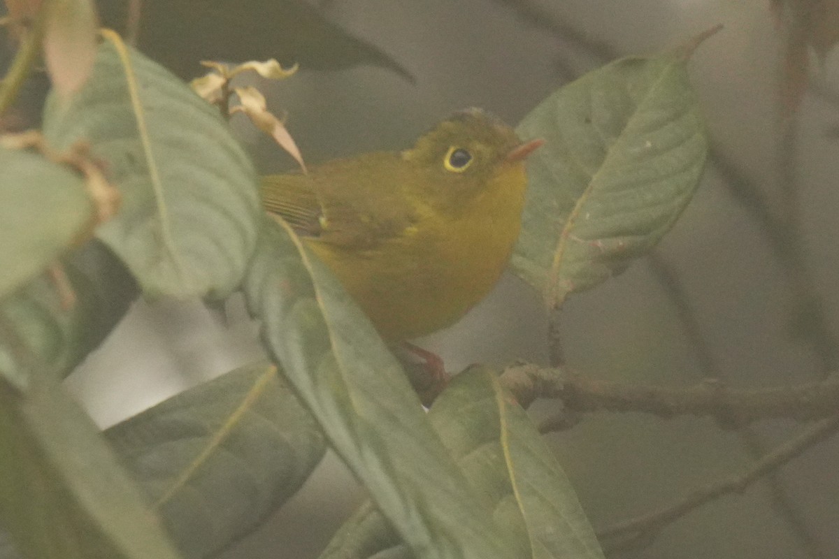 budníček himálajský - ML642740427