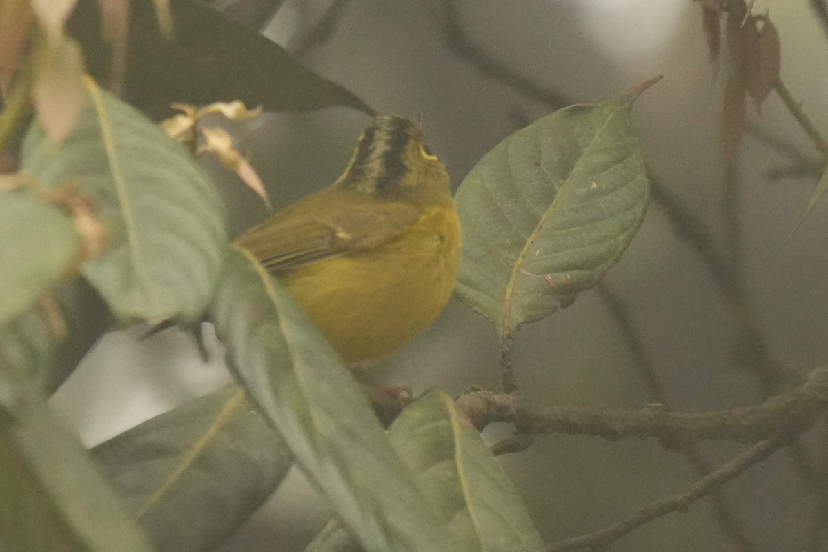 budníček himálajský - ML642740428