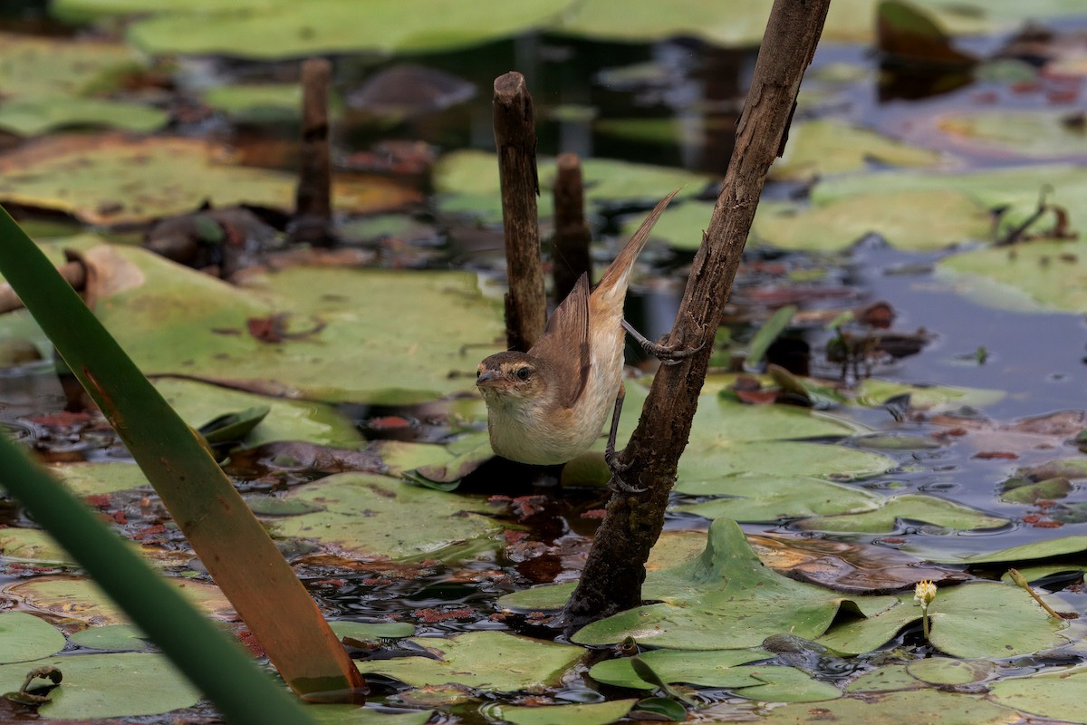 Australian Reed Warbler - ML642740429