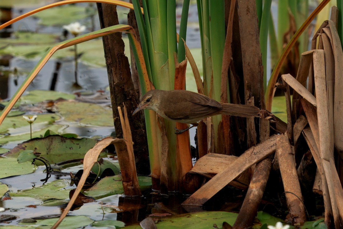 Australian Reed Warbler - ML642740433