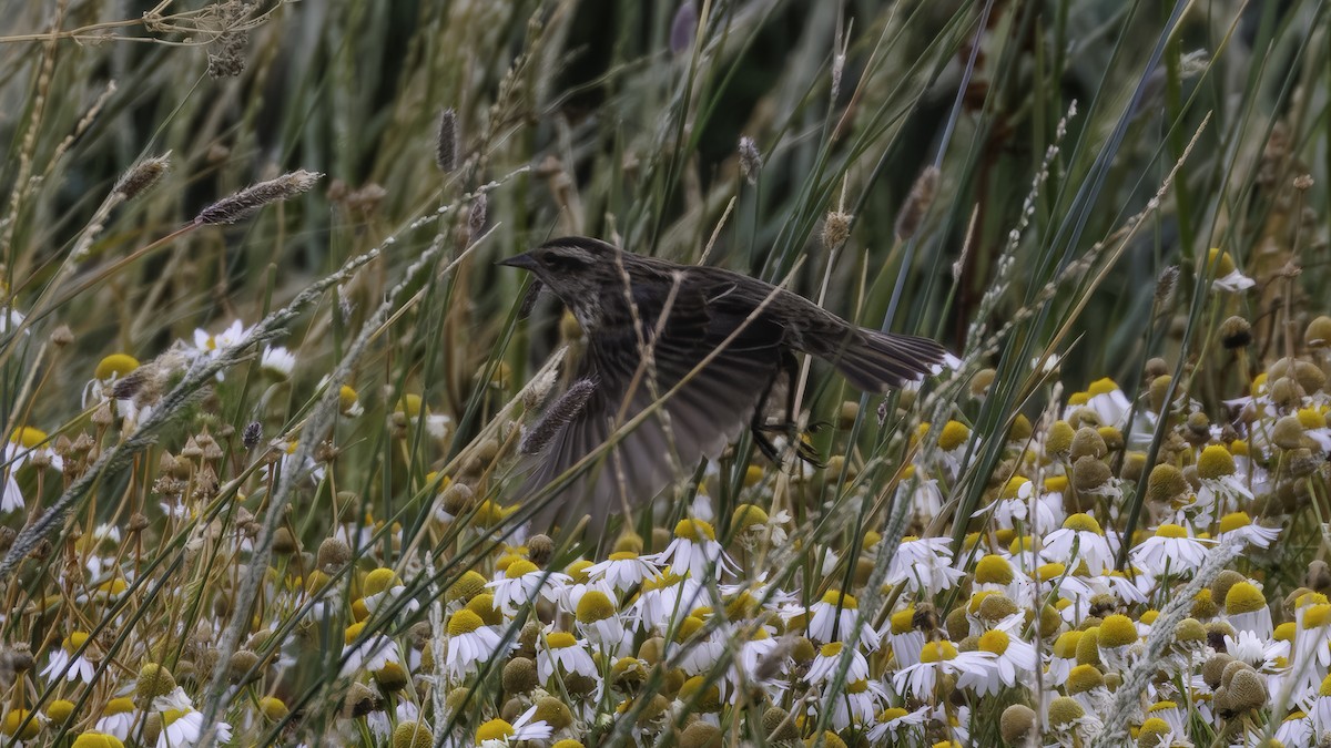Yellow-winged Blackbird - ML642740459