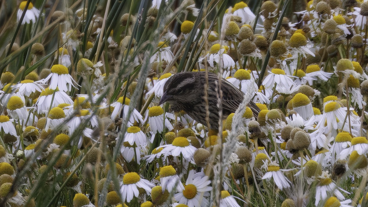 Yellow-winged Blackbird - ML642740460