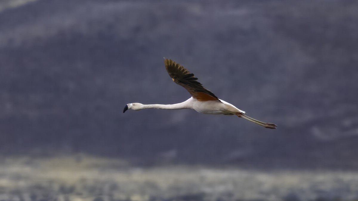 Chilean Flamingo - ML642740469