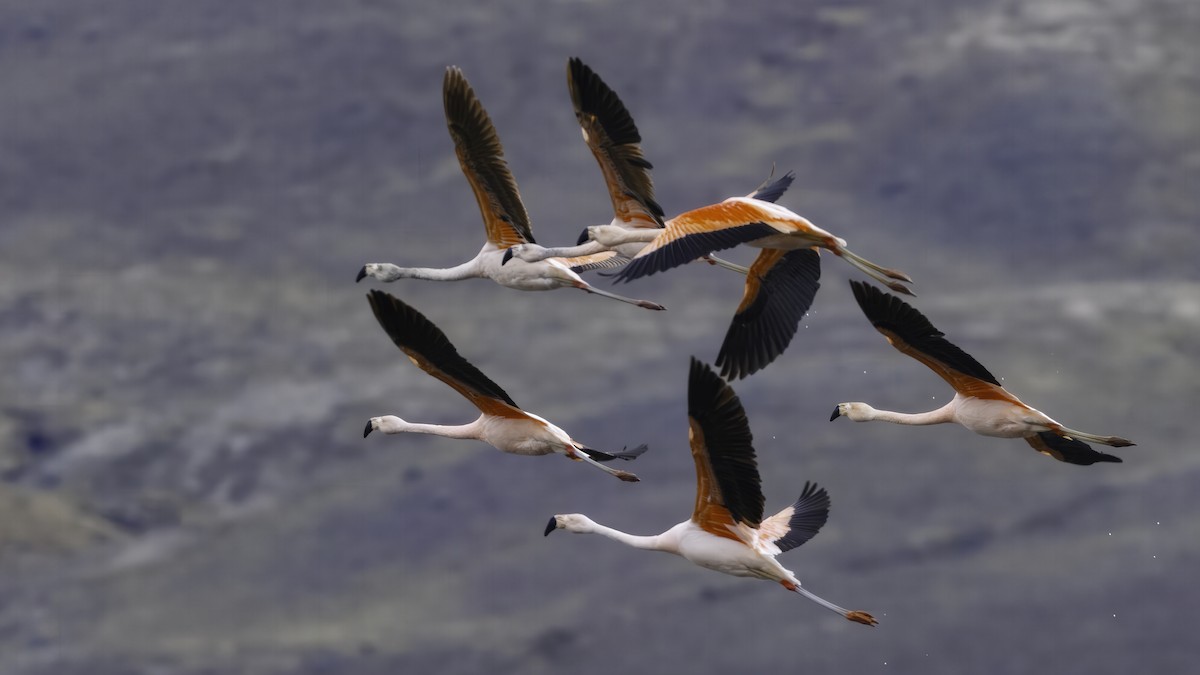 Chilean Flamingo - ML642740470