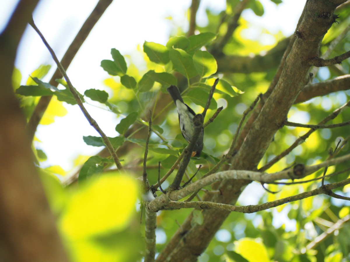 Gray Seedeater - ML642740474