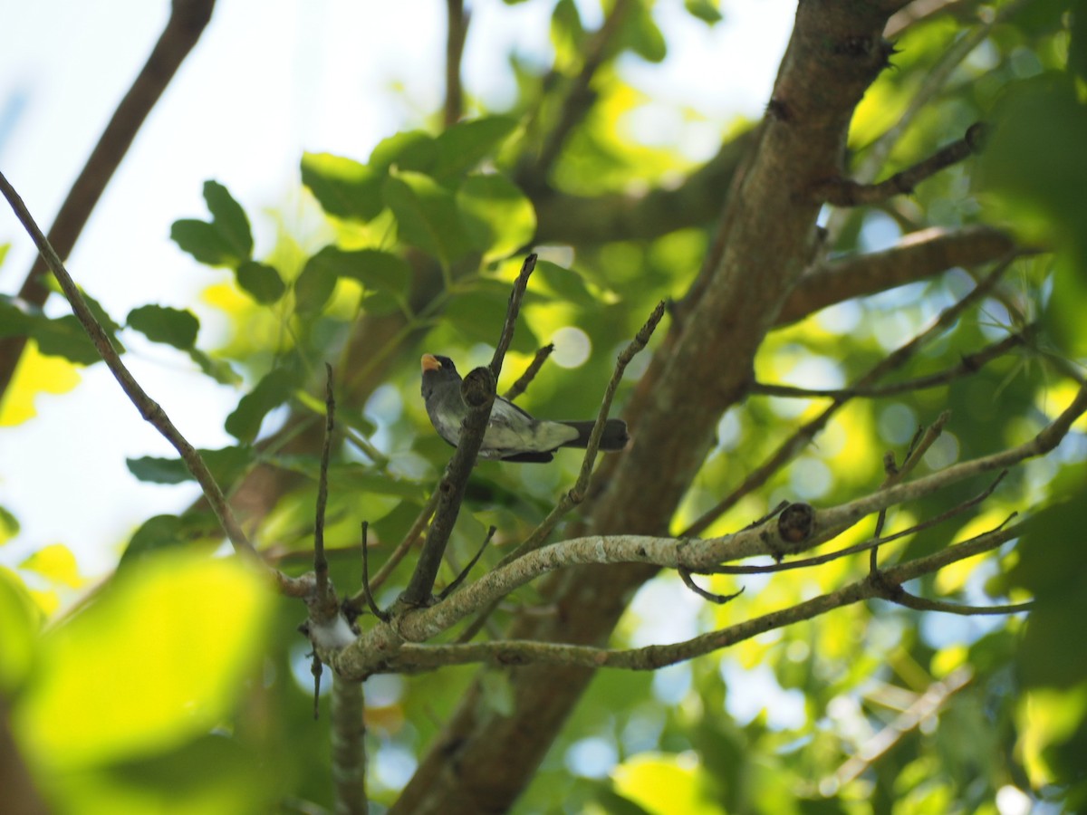 Gray Seedeater - ML642740475