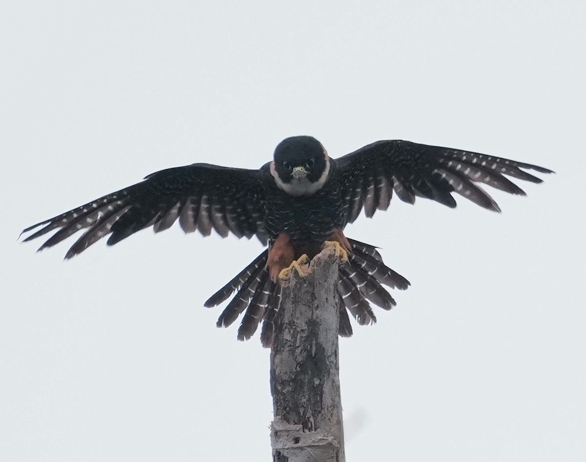 Bat Falcon - ML642740605