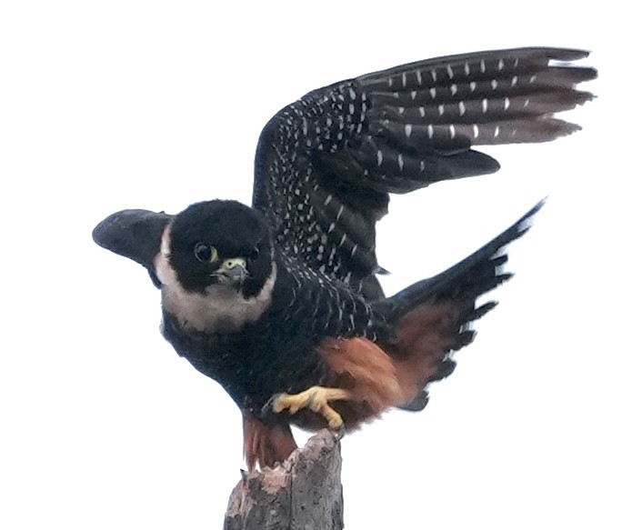 Bat Falcon - ML642740606