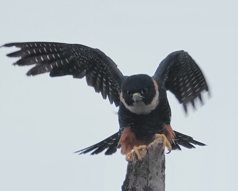 Bat Falcon - ML642740607