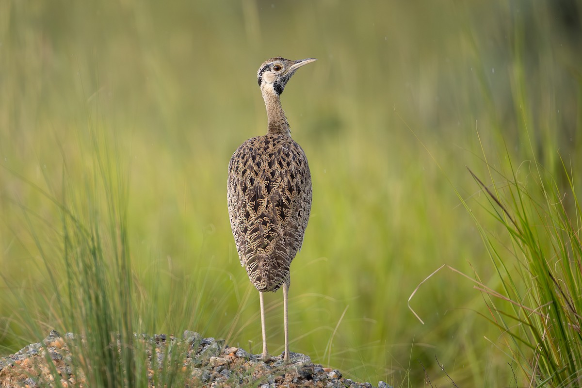 Black-bellied Bustard - ML642740610