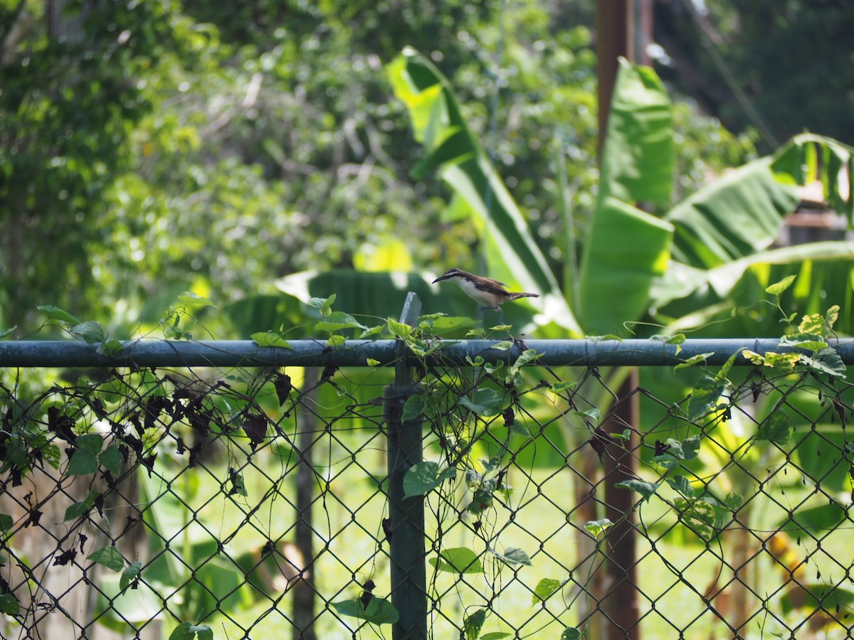 Bicolored Wren - ML642740612