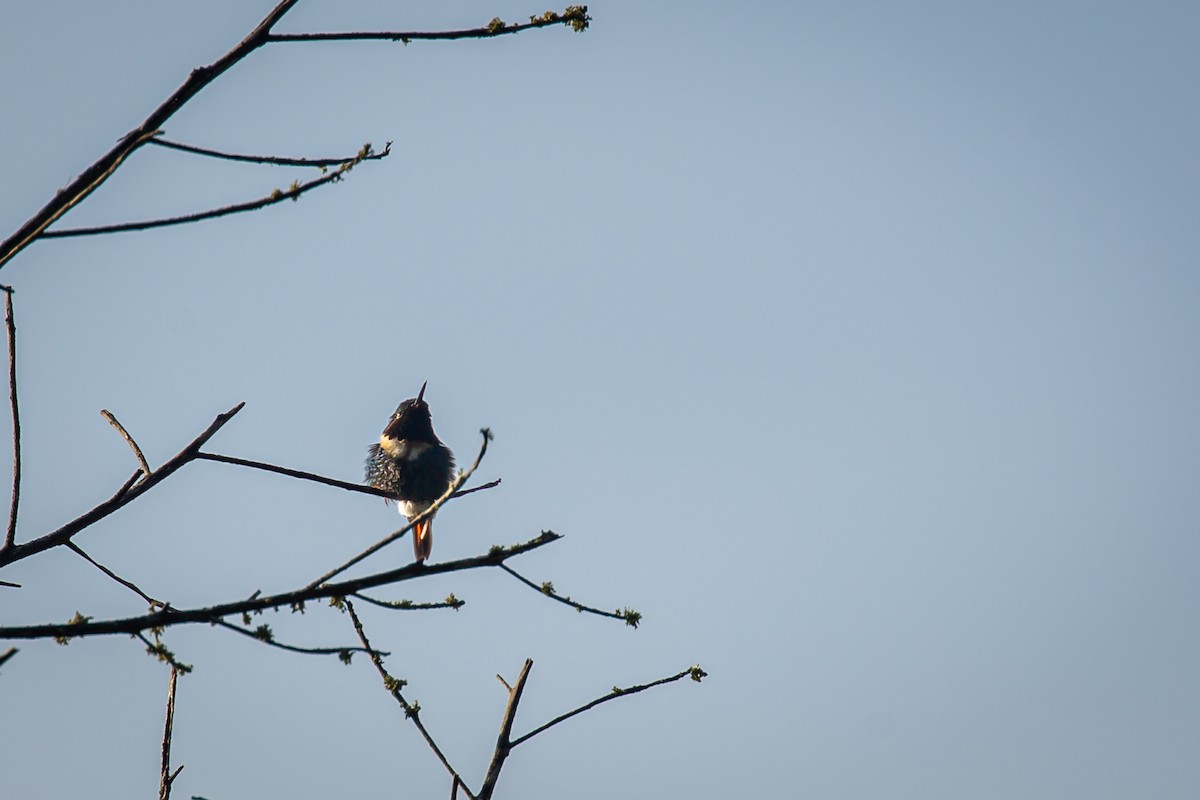 Rufous-shafted Woodstar - ML642740622